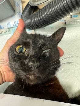 Walgreens Trap 3 -  Domestic Short Hair Cat for Adoption in Morgantown, Kentucky - Walgreens Trap 3 | PetCurious
