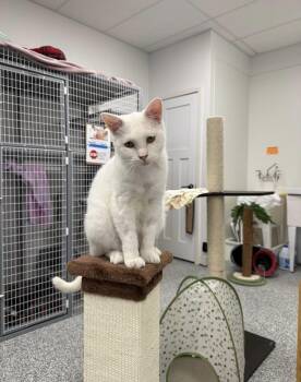 Biscuit -  Domestic Short Hair Cat for Adoption in Hudsonville, Michigan - Biscuit | PetCurious