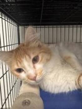 Flounder -  Domestic Medium Hair Cat Available for Adoption in Potsdam, New York - Flounder | PetCurious