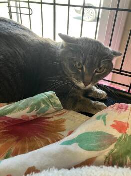 Domestic Short Hair Cats Available for Adoption in Lunenburg, Massachusetts - York | PetCurious