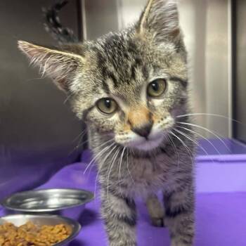 Lincoln -  Tabby Cat for Adoption in Wyandotte, Michigan - Lincoln | PetCurious