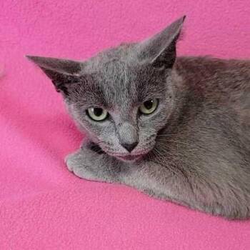 Domestic Short Hair Cats Available for Adoption in Valdosta, Georgia - Faith | PetCurious