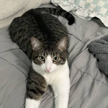 Rescue Domestic Short Hair Cats for Adoption in Temecula, California - Kletus | PetCurious