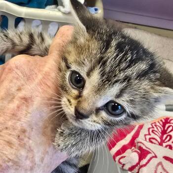 Rescue Domestic Short Hair Cats for Adoption in Madisonville, Tennessee - Lucas | PetCurious