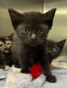 Rescue Domestic Short Hair Cats for Adoption in Danielsville, Georgia - Xavier | PetCurious