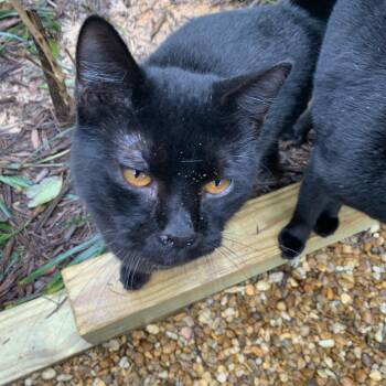 Rescue Domestic Short Hair Cats for Adoption in Union Springs, Alabama - Georgi #17835-23 | PetCurious