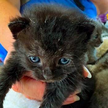 Soy Vinaigrette -  Domestic Short Hair Cat for Adoption in Chapel Hill, North Carolina - Soy Vinaigrette | PetCurious