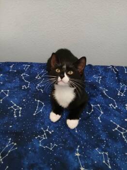 Oreo -  Domestic Short Hair Cat for Adoption in St. Cloud, Minnesota - Oreo | PetCurious