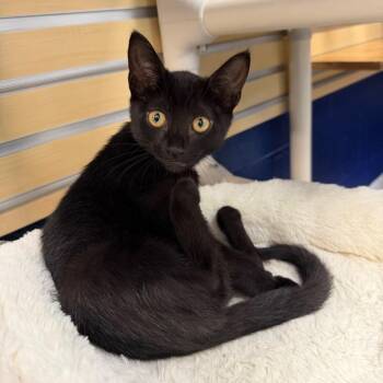 Lady Bug -  Domestic Short Hair Cat for Adoption in Hampton Bays, New York - Lady Bug | PetCurious