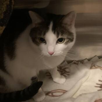 Wanda -  Domestic Short Hair Cat for Adoption in Council Bluffs, Iowa - Wanda | PetCurious