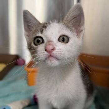 Red Card -  Domestic Short Hair Cat for Adoption in Los Angeles, California - Red Card | PetCurious