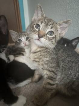 Bee Tee -  Domestic Short Hair Cat for Adoption in Arlington, Washington - Bee Tee | PetCurious