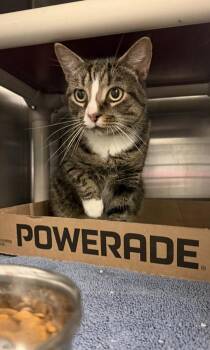 Roz -  Domestic Short Hair Cat for Adoption in Fallston, Maryland - Roz | PetCurious