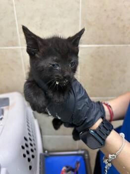 Calvin -  Domestic Short Hair Cat for Adoption in Hobbs, New Mexico - Calvin | PetCurious