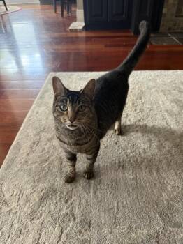 Lily -  Domestic Short Hair Cat for Adoption in Hammond, Louisiana - Lily | PetCurious