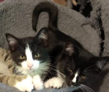 Tortilla, Drizzle, and Rocky -  Domestic Short Hair Cat for Adoption in Wayland, Massachusetts - Tortilla, Drizzle, And Rocky | PetCurious