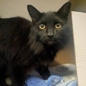 Domestic Medium Hair Cats Available for Adoption - Coolatta | PetCurious