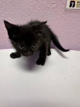 61363022 -  Domestic Short Hair Cat for Adoption in El Paso, Texas - 61363022 | PetCurious