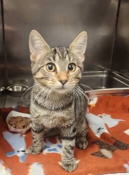 Suriel -  Domestic Short Hair Cat for Adoption in Clayton, New Jersey - Suriel | PetCurious