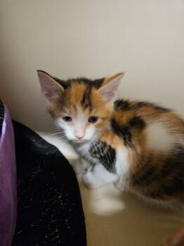 Twilight Sparkle -  Domestic Short Hair Cat for Adoption in Bloomington, Indiana - Twilight Sparkle | PetCurious