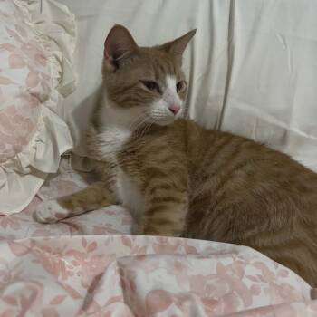 American Shorthair Cats Available for Adoption - Chubs | PetCurious