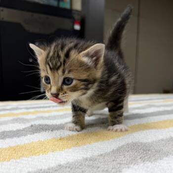 Cora Lee -  Domestic Long Hair Cat Available for Adoption in Madisonville, Kentucky - Cora Lee | PetCurious