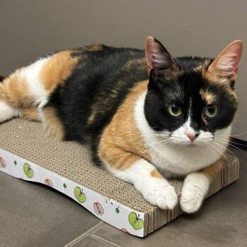 Avocado -  Domestic Short Hair Cat for Adoption in Houston, Texas - Avocado | PetCurious