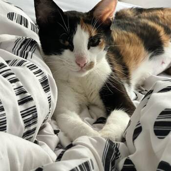 Rescue Domestic Short Hair Cats for Adoption in Dickson, Tennessee - Rose | PetCurious