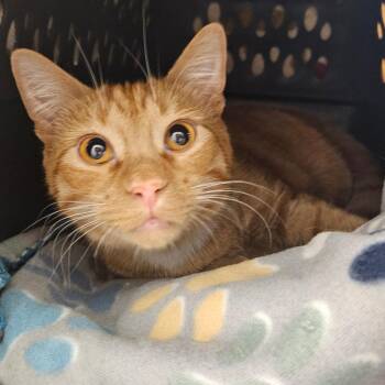 Dobby -  Domestic Short Hair Cat for Adoption in Barron, Wisconsin - Dobby | PetCurious