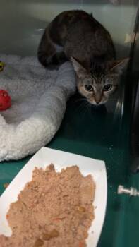 Stripes -  Domestic Short Hair Cat for Adoption in Little Elm, Texas - Stripes | PetCurious