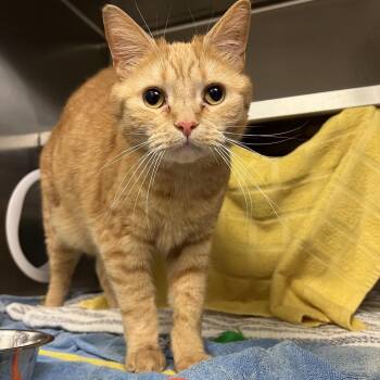 Domestic Short Hair Cats Available for Adoption in Pittsburgh, Pennsylvania - Tiger | PetCurious