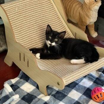 Betty -  Domestic Short Hair Cat for Adoption in Manorville, New York - Betty | PetCurious