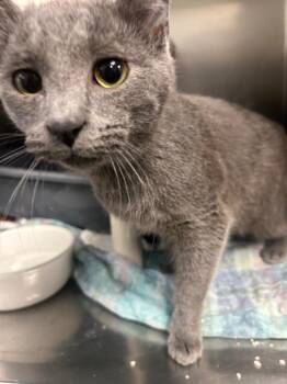 Domestic Short Hair Cats Available for Adoption in New Cumberland, West Virginia - Mega | PetCurious