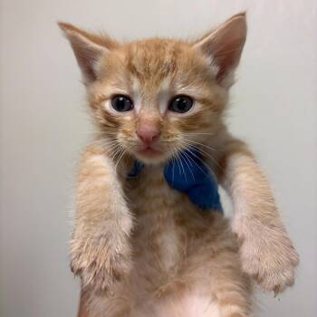 Driver -  American Shorthair Cat for Adoption in Edinburg, Texas - Driver | PetCurious