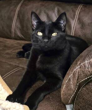 Ripley -  Domestic Short Hair Cat for Adoption in Silverton, Oregon - Ripley | PetCurious