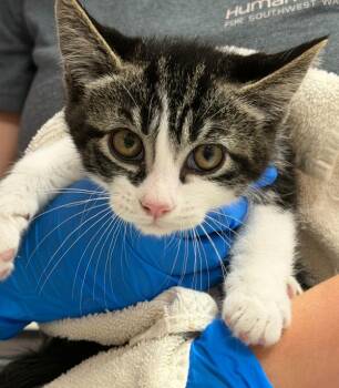 Megatron -  Domestic Short Hair Cat for Adoption in Vancouver, Washington - Megatron | PetCurious