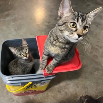 Freckles & Frisky -  Domestic Short Hair Cat for Adoption in Tulsa, Oklahoma - Freckles & Frisky | PetCurious