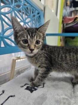 Yeti -  Domestic Short Hair Cat for Adoption in Savannah, Georgia - Yeti | PetCurious