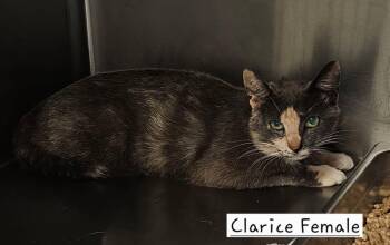 Clarice -  Domestic Short Hair Cat for Adoption in Amherst, Virginia - Clarice | PetCurious
