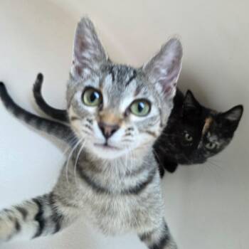 Rescue Domestic Short Hair Cats for Adoption in Midlothian, Texas - 25L09 Flynn | PetCurious