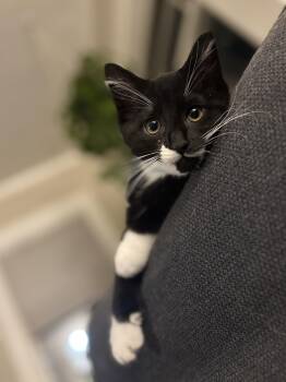 Tuna -  Domestic Short Hair Cat Available for Adoption in Portland, Oregon - Tuna | PetCurious