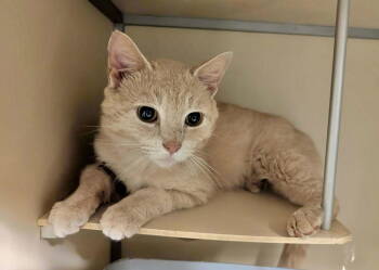 Rescue Tabby Cats for Adoption in Capshaw, Alabama - MUFASA | PetCurious