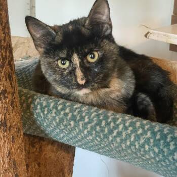 Lucy -  Domestic Short Hair and Tortoiseshell Cat for Adoption in Lacon, Illinois - Lucy | PetCurious
