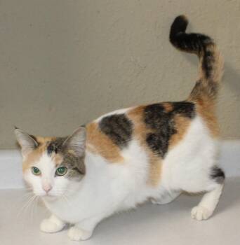 Domestic Short Hair Cats Available for Adoption in Huron, South Dakota - Karma | PetCurious