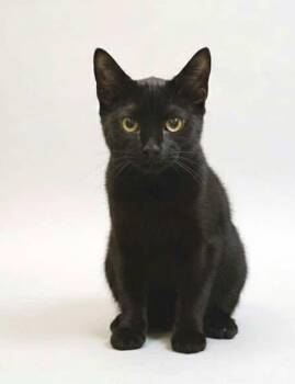 Rescue Bombay Cats for Adoption - Thunder, Bolt And Flash | PetCurious