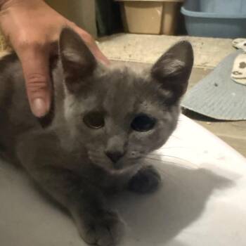 Kormos Carter -  Domestic Short Hair Cat for Adoption in Eagle Mountain, Utah - Kormos Carter | PetCurious