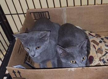 Graphite -  Russian Blue Cat for Adoption in Ocala, Florida - Graphite | PetCurious