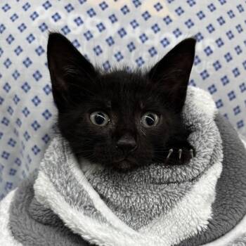 Whiskey -  Domestic Short Hair Cat for Adoption in West Palm Beach, Florida - Whiskey | PetCurious