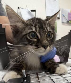 Slurpee -  Domestic Long Hair Cat for Adoption in Sacramento, California - Slurpee | PetCurious