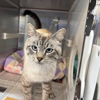 Domestic Short Hair Cats Available for Adoption in Leander, Texas - Bento | PetCurious